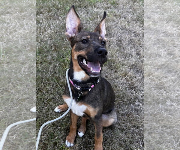 Medium Photo #3 Mutt Puppy For Sale in Bellevue, WA, USA