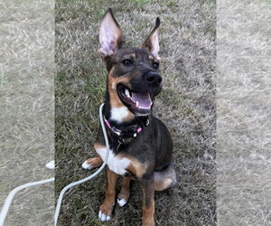 Evie - Female Mutt Dog for Adoption - Photo #3
