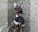 Small #2 Mutt