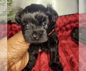 ShihPoo Puppy for sale in FORT WASHINGTON, MD, USA