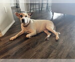 Small Photo #3 Labrador Retriever-Unknown Mix Puppy For Sale in The Woodlands, TX, USA