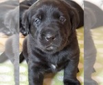 Small Photo #1 Labrador Retriever Puppy For Sale in WATERFORD, WI, USA