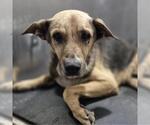 Small German Shepherd Dog Mix