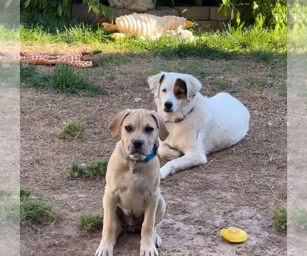 Medium Photo #19 Bulldog-English Foxhound Mix Puppy For Sale in Raleigh, NC, USA