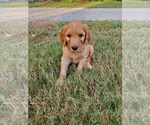 Puppy Louie black Goldendoodle