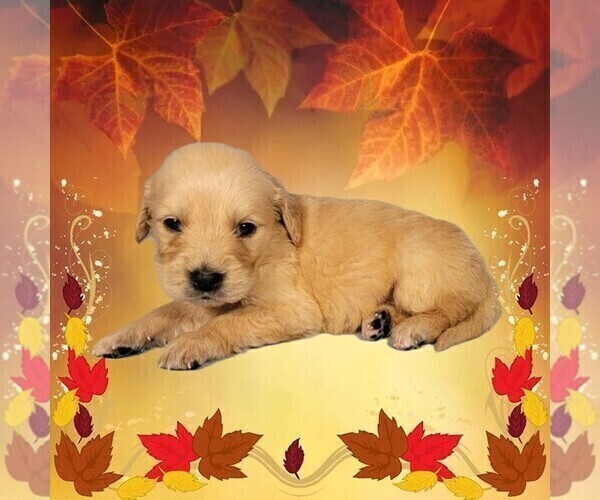 Medium Photo #9 Golden Retriever Puppy For Sale in FALCON, CO, USA