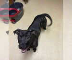 Small American Pit Bull Terrier Mix