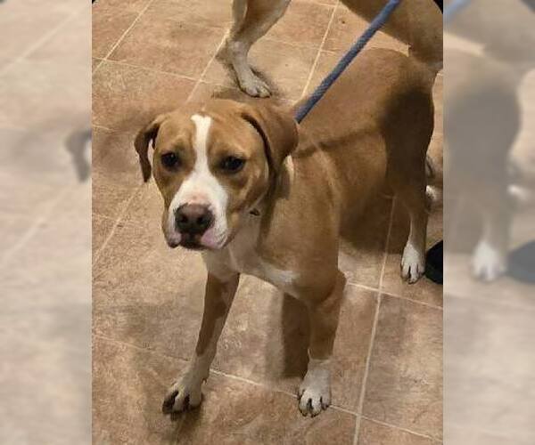 Medium Photo #1 Boxer-Unknown Mix Puppy For Sale in Burnsville, MN, USA