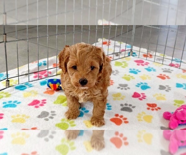 Medium Photo #6 Cavapoo mix (+ Poodle Miniature) Puppy For Sale in ORO VALLEY, AZ, USA