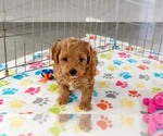 Small #5 Cavapoo mix (+ Poodle Miniature)