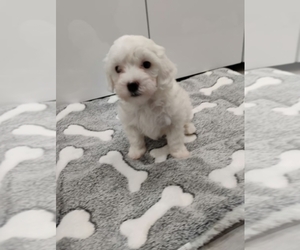 Maltese-Poodle (Toy) Mix Puppy for sale in LONG BEACH, CA, USA