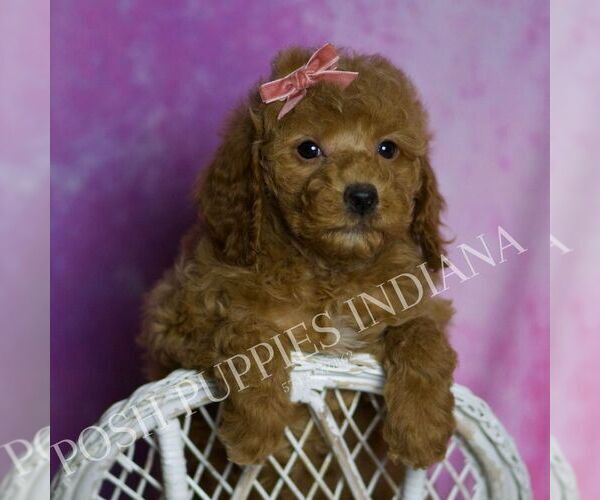Medium Photo #3 Goldendoodle (Miniature) Puppy For Sale in WARSAW, IN, USA