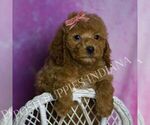 Small Photo #23 Goldendoodle (Miniature) Puppy For Sale in WARSAW, IN, USA