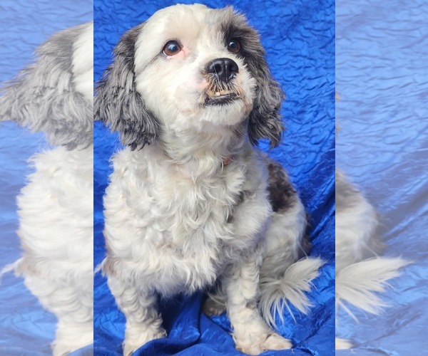 Medium Photo #3 Havashu Puppy For Sale in Cuba, NY, USA