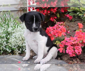 Boston Terrier-Unknown Mix Puppy for sale in SHILOH, OH, USA