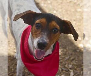 Mutt Dogs for adoption in San Antonio, TX, USA