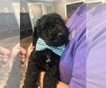 Small #1 Goldendoodle-Poodle (Standard) Mix