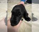 Small Photo #6 Great Dane-Poodle (Standard) Mix Puppy For Sale in FORT WORTH, TX, USA