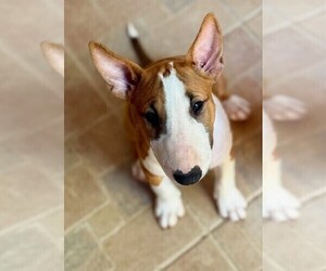 Miniature Bull Terrier Puppy for sale in Artemida, Attica, Greece
