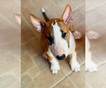Small Photo #1 Miniature Bull Terrier Puppy For Sale in Artemida, Attica, Greece