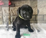 Small Photo #8 Labrador Retriever Puppy For Sale in CATO, NY, USA