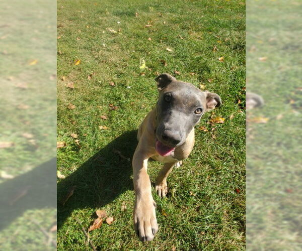 Medium Photo #3 Mutt Puppy For Sale in Sebec, ME, USA