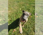 Small #2 Mutt