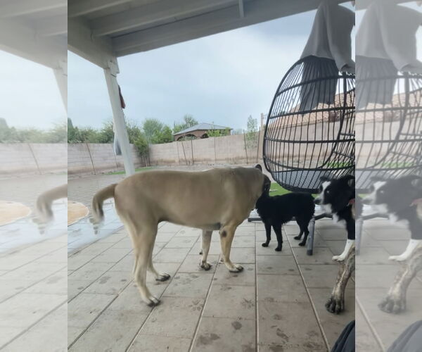 Medium Photo #10 Mastiff Puppy For Sale in Goodyear, AZ, USA