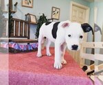 Small Photo #2 Mutt Puppy For Sale in ALBERTVILLE, AL, USA