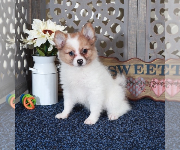 Medium Photo #2 Pomeranian Puppy For Sale in MOUNT VERNON, OH, USA