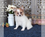 Small #1 Pomeranian