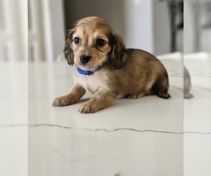 Dachshund Puppy for sale in IRVINE, CA, USA