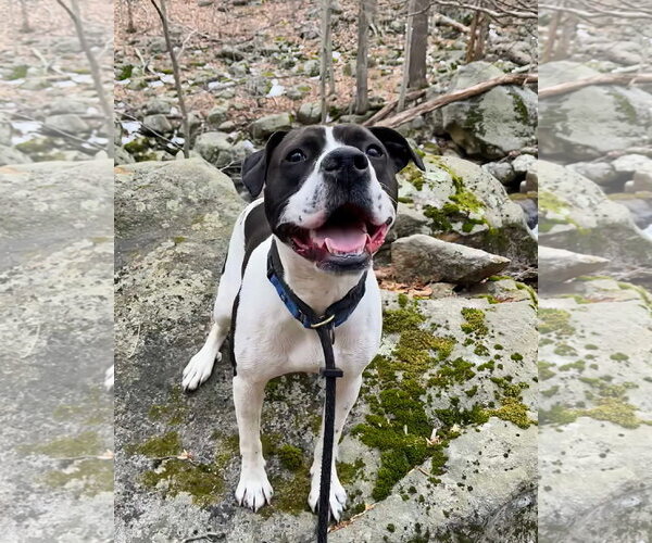 Medium Photo #7 Pointer-Unknown Mix Puppy For Sale in Rockaway, NJ, USA