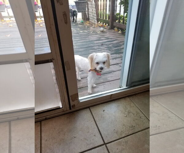 Medium Photo #4 Maltese-Unknown Mix Puppy For Sale in Mount Laurel, NJ, USA