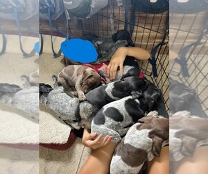German Shorthaired Pointer Puppy for sale in MILLINGTON, MD, USA