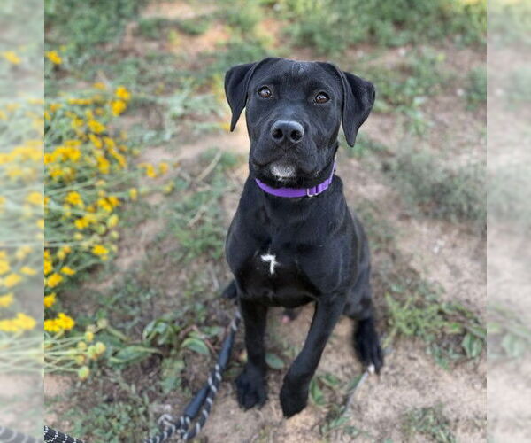 Medium Photo #1 Labrador Retriever Puppy For Sale in Aurora, CO, USA