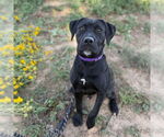 Small Labrador Retriever