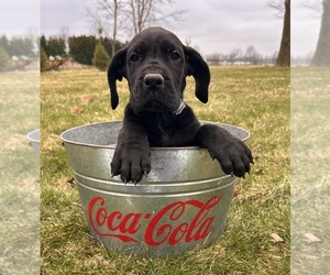 Great Dane Puppy for sale in MIDDLEBURY, IN, USA