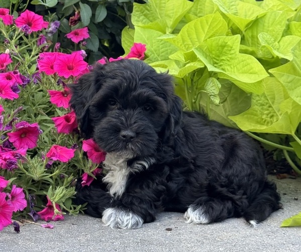 Medium Photo #5 Lhasapoo Puppy For Sale in CANOGA, NY, USA