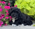 Small #4 Lhasapoo