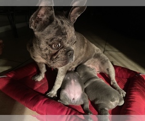Father of the French Bulldog puppies born on 05/30/2022