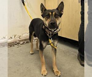 German Shepherd Dog-Unknown Mix Dogs for adoption in Camarillo, CA, USA