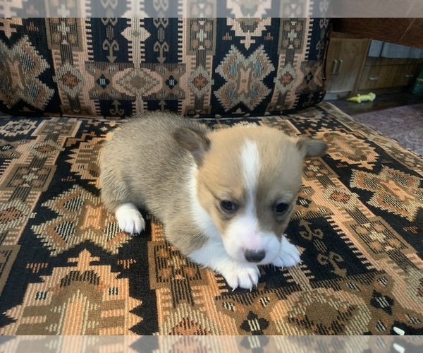 Medium Photo #1 Pembroke Welsh Corgi Puppy For Sale in BLANKET, TX, USA