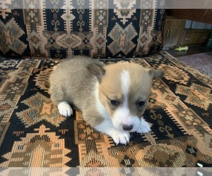 Medium Pembroke Welsh Corgi