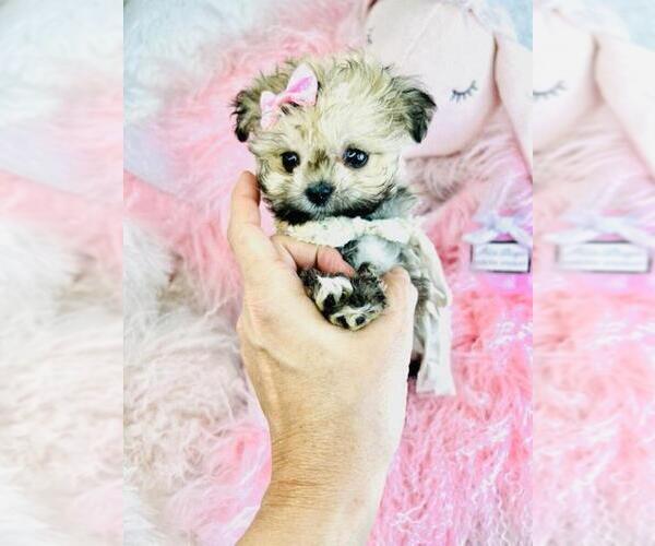 Medium Photo #2 Pomapoo (Toy) Puppy For Sale in PEMBROKE PINES, FL, USA