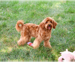 Small #3 Cavapoo (Miniature)