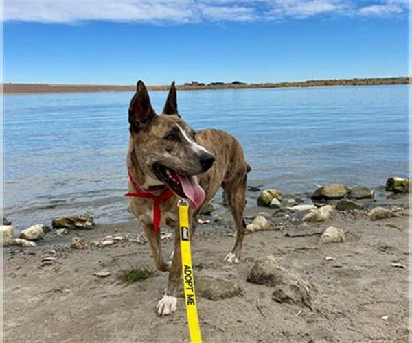 Medium Photo #1 American Pit Bull Terrier-Bull Terrier Mix Puppy For Sale in Denver, CO, USA
