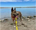 Small American Pit Bull Terrier-Bull Terrier Mix