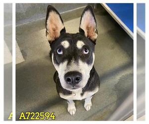 Siberian Husky-Unknown Mix Dogs for adoption in San Antonio, TX, USA