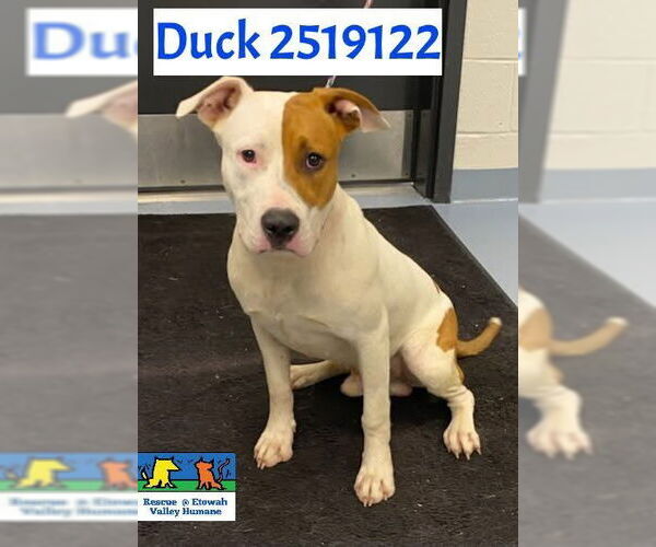 Medium Photo #4 American Pit Bull Terrier-American Staffordshire Terrier Mix Puppy For Sale in Ball Ground, GA, USA